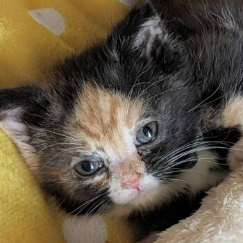 Tempest -  Domestic Short Hair Cat for Adoption in Silver Spring, Maryland - Tempest | PetCurious