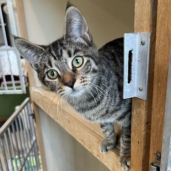 Rescue Domestic Medium Hair Cats for Adoption in Bonners Ferry, Idaho - Nona | PetCurious