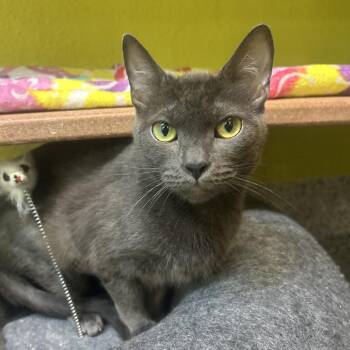RC -  Domestic Short Hair Cat for Adoption in Fresno, California - RC | PetCurious