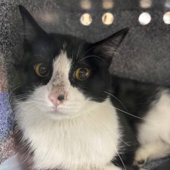 Jedediah -  Domestic Short Hair Cat for Adoption in Salt Lake City, Utah - Jedediah | PetCurious