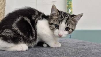 Pancake -  Domestic Short Hair Cat for Adoption in South Bend, Indiana - Pancake | PetCurious