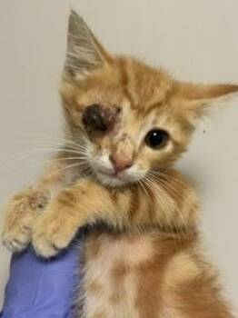 OSCAR -  Domestic Short Hair Cat for Adoption in Doral, Florida - OSCAR | PetCurious
