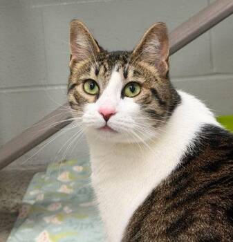 Baby -  Domestic Short Hair Cat for Adoption in Sacramento, California - Baby | PetCurious