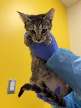Alexis -  Domestic Short Hair Cat for Adoption in Raleigh, North Carolina - Alexis | PetCurious