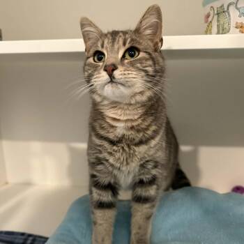 Domestic Short Hair Cats Available for Adoption - Helix | PetCurious