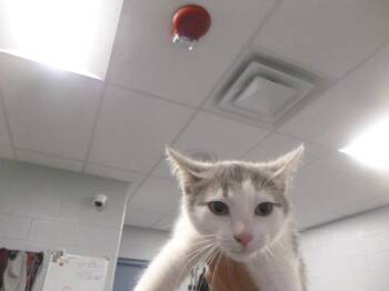 MIKAYLA -  Domestic Short Hair Cat for Adoption in Kalamazoo, Michigan - MIKAYLA | PetCurious