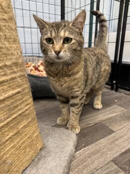 Aviv -  Domestic Short Hair Cat Available for Adoption in West Mifflin, Pennsylvania - Aviv | PetCurious