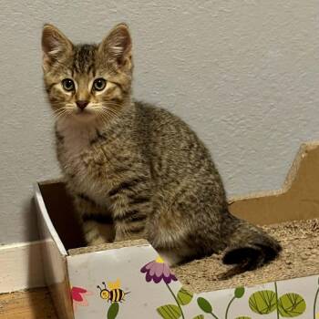 Tabby and Domestic Short Hair Cats Available for Adoption - Beetle | PetCurious