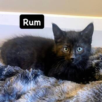 Rum -  Domestic Long Hair Cat for Adoption in St. George, Utah - Rum | PetCurious