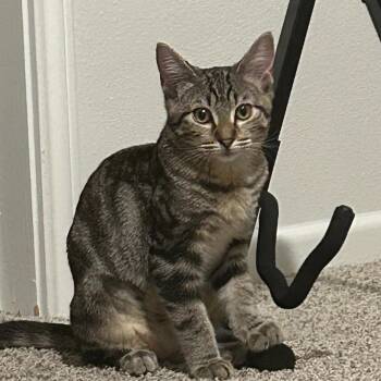 Rescue American Shorthair Cats for Adoption in Austin, Texas - Jackie | PetCurious