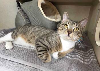 Domestic Short Hair Cats Available for Adoption in Elmsford, New York - Saint -  Available 4/29 | PetCurious
