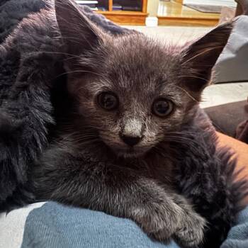 Callahan - Gray Baby -  Domestic Short Hair Cat for Adoption in Defiance, Ohio - Callahan - Gray Baby | PetCurious