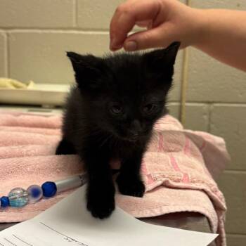 Obi-Wan -  Domestic Short Hair Cat Available for Adoption in Bristol, Indiana - Obi-Wan | PetCurious