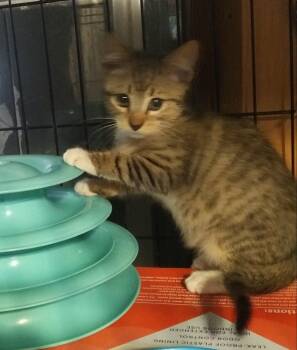 Leo -  Domestic Short Hair Cat for Adoption in PORT WENTWRTH, Georgia - Leo | PetCurious