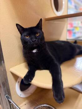 Marshall -  Domestic Short Hair Cat for Adoption in Hazlet, New Jersey - Marshall | PetCurious