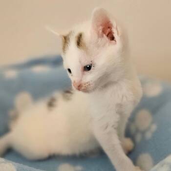 Domestic Short Hair Cats Available for Adoption in Newport, Tennessee - Wilder (Bob Tail) | PetCurious