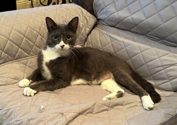 Rescue Domestic Short Hair Cats for Adoption in Magnolia Springs, Alabama - Morgan | PetCurious