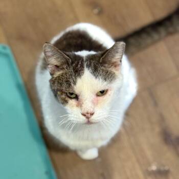 Rescue Domestic Short Hair Cats for Adoption in Abingdon, Maryland - BCAS Spike | PetCurious