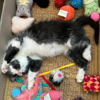Tom -  Domestic Short Hair Cat for Adoption in East Lansing, Michigan - Tom | PetCurious