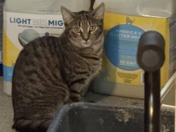 Pixie -  Domestic Short Hair Cat for Adoption in Mayfield, New York - Pixie | PetCurious