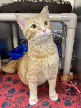 Raspberry -  Domestic Short Hair and Tabby Cat for Adoption in Fargo, North Dakota - Raspberry | PetCurious
