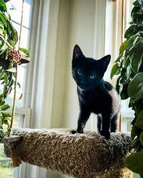 Domestic Short Hair Cats Available for Adoption in Philadelphia, Pennsylvania - ONYX | PetCurious