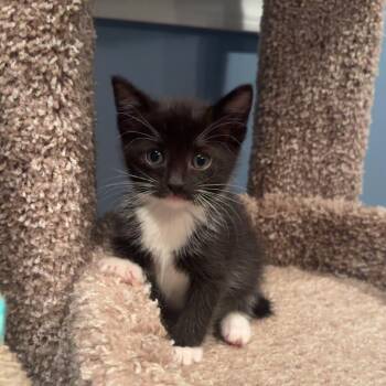 Maiz -  Domestic Short Hair Cat for Adoption - Maiz | PetCurious