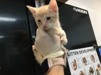 A1919377 -  Domestic Short Hair Cat for Adoption in Thousand Palms, California - A1919377 | PetCurious