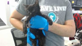 Domestic Short Hair Cats Available for Adoption in Oklahoma City, Oklahoma - A473394 | PetCurious