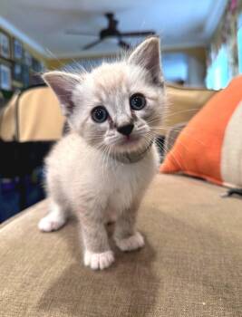 Domestic Short Hair and Siamese Cats Available for Adoption in Campbell, California - Horchata | PetCurious