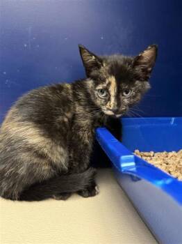 Rescue Domestic Short Hair Cats for Adoption in Hutchinson, Kansas - Eraser | PetCurious