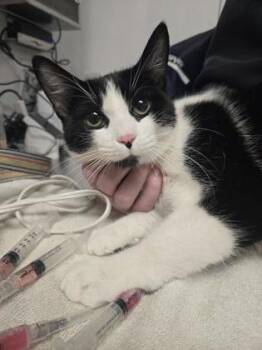Domestic Short Hair Cats Available for Adoption in West Chester, Pennsylvania - Rue | PetCurious
