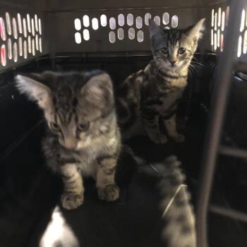 Chip -  Domestic Short Hair Cat for Adoption in Brentwood, Missouri - Chip | PetCurious