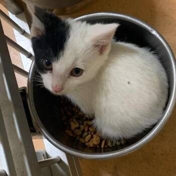 Domestic Short Hair Cats Available for Adoption in Thayne, Wyoming - Boone | PetCurious