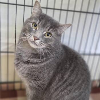 Domestic Short Hair Cats Available for Adoption - Smokie | PetCurious