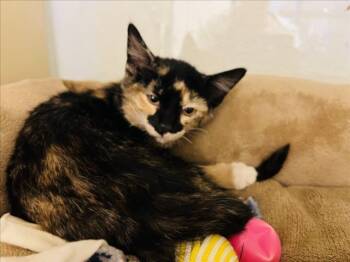 FIFI -  Domestic Short Hair Cat for Adoption in Santa Fe, New Mexico - FIFI | PetCurious