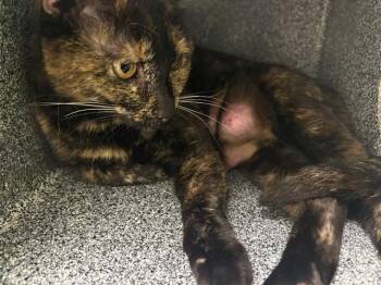 LILY -  Domestic Short Hair Cat for Adoption in Pueblo, Colorado - LILY | PetCurious