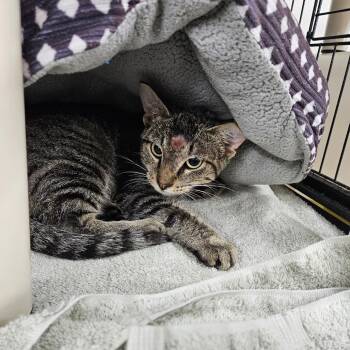 Shorts -  Domestic Short Hair Cat for Adoption in Ridgely, Maryland - Shorts | PetCurious