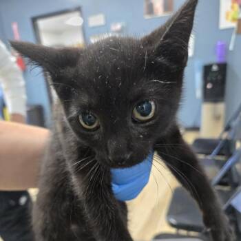 Lizzie -  Domestic Short Hair Cat for Adoption in Newark, New Jersey - Lizzie | PetCurious