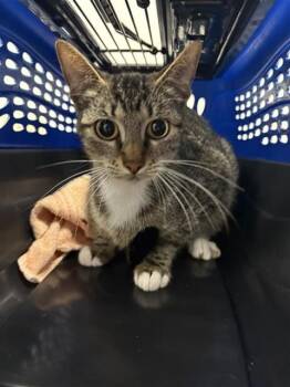 Domestic Short Hair Cats Available for Adoption in Corpus Christi, Texas - EMERY | PetCurious
