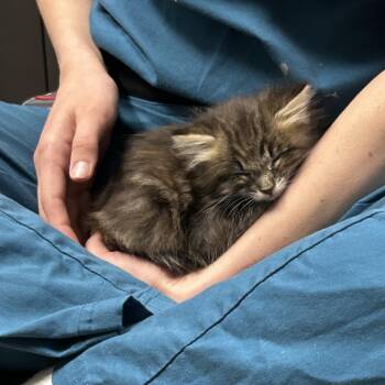 Domestic Short Hair Cats Available for Adoption in Wichita, Kansas - Baked Ziti | PetCurious