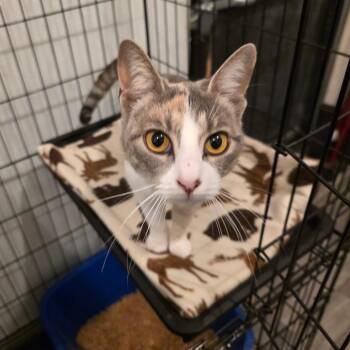 Dusty -  Domestic Short Hair Cat for Adoption in Fort Worth, Texas - Dusty | PetCurious