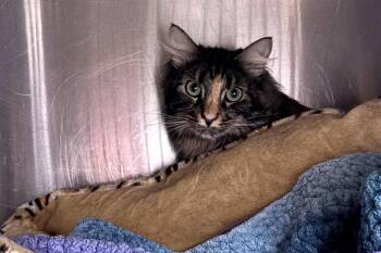 Rescue Domestic Short Hair Cats for Adoption in Nampa, Idaho - Sparkles | PetCurious