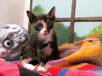 Domestic Short Hair Cats Available for Adoption in Houston, Texas - JAZZIE | PetCurious