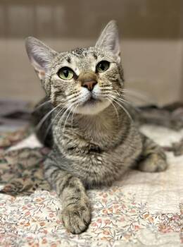 Mare -  Domestic Short Hair Cat for Adoption in Clarkesville, Georgia - Mare | PetCurious
