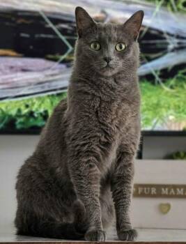 Domestic Short Hair Cats Available for Adoption in Chicago, Illinois - Ed | PetCurious