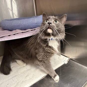 Domestic Medium Hair Cats Available for Adoption in Buffalo, New York - Fluff | PetCurious