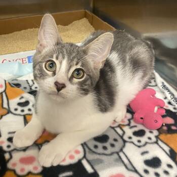 Rescue Domestic Short Hair Cats for Adoption in Los Angeles, California - Dill | PetCurious