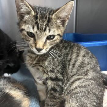 Domestic Short Hair Cats Available for Adoption in Lakeland, Florida - Notch | PetCurious