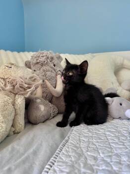 Blair -  Domestic Short Hair Cat Available for Adoption in Ramsey, New Jersey - Blair | PetCurious